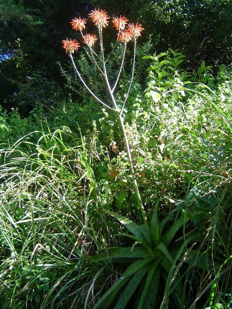 Aloe swynnertonii photo 5