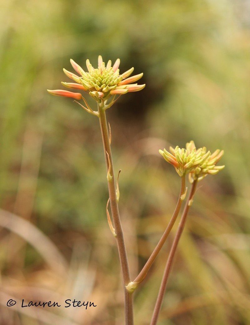 Aloe swynnertonii photo 6
