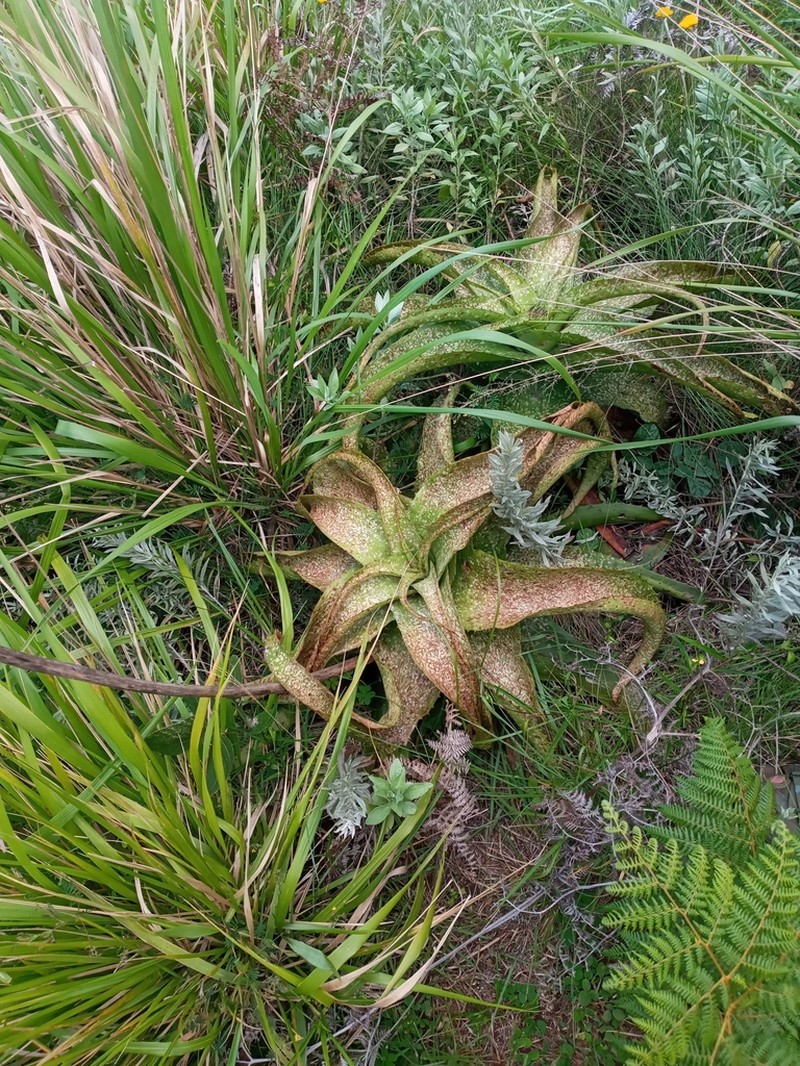 Aloe swynnertonii photo 7