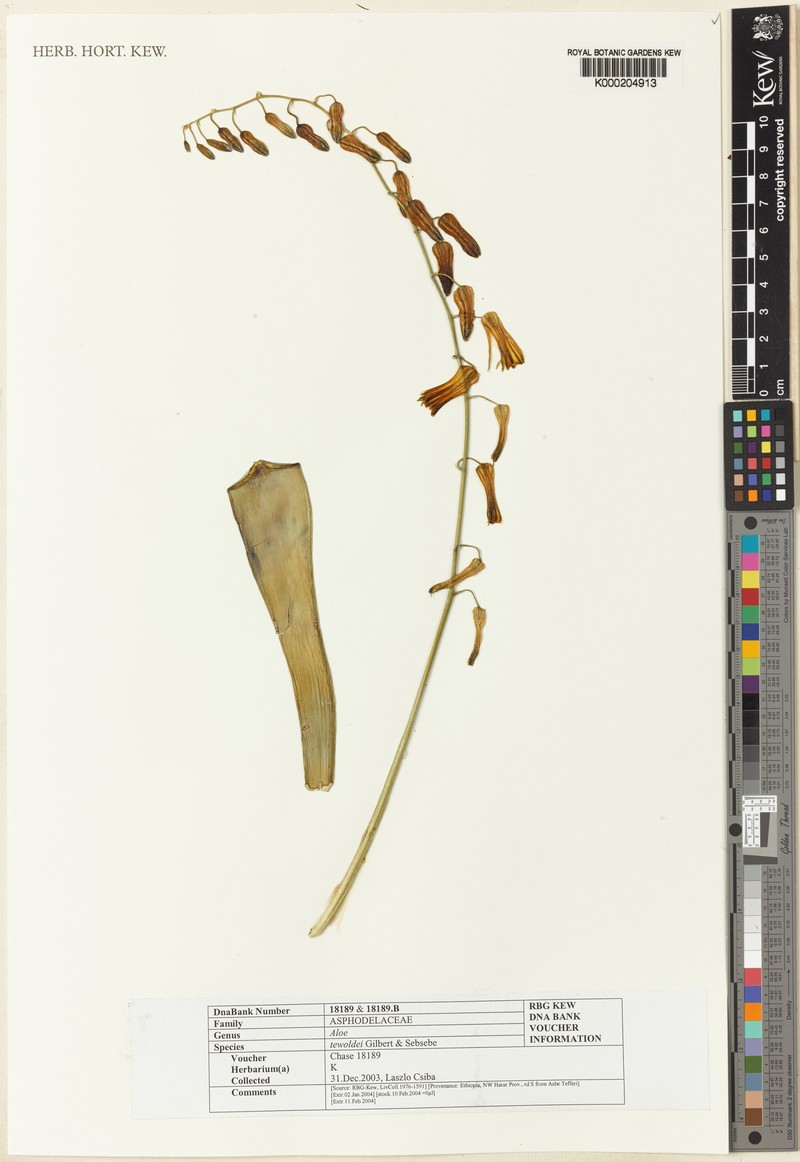 Aloe tewoldei