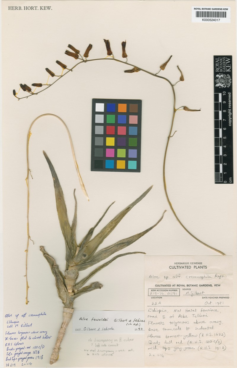 Aloe tewoldei photo 3