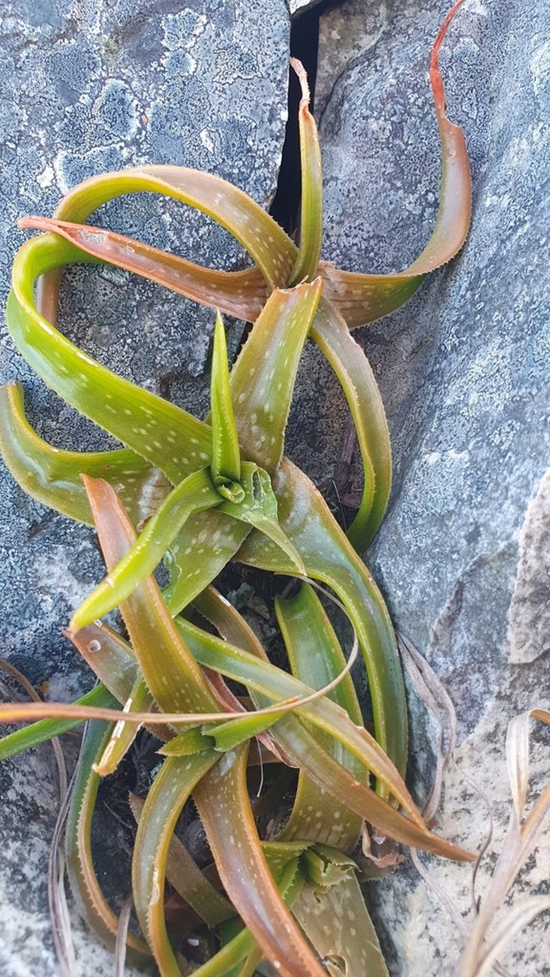 Aloe thompsoniae
