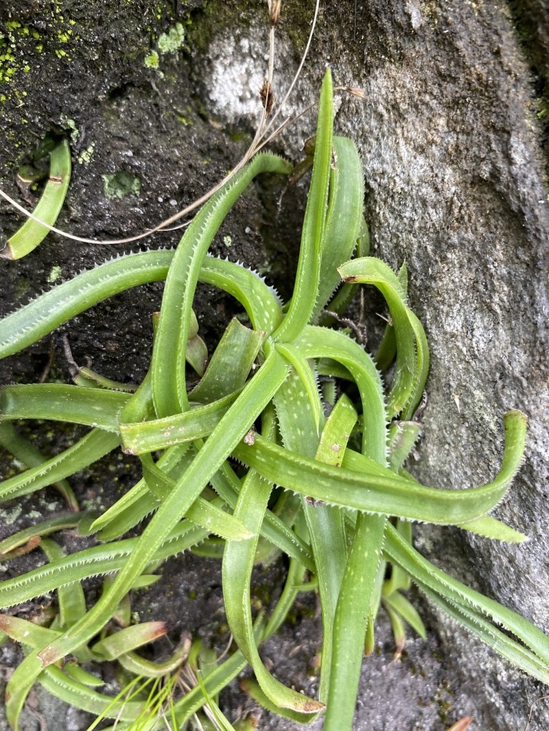 Aloe thompsoniae photo 2