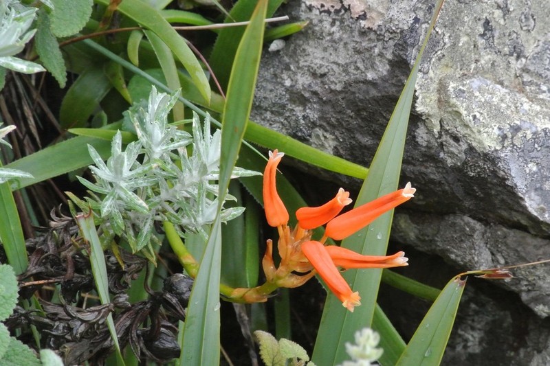 Aloe thompsoniae photo 3