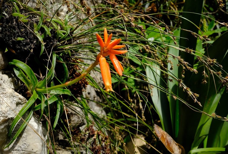 Aloe thompsoniae photo 4