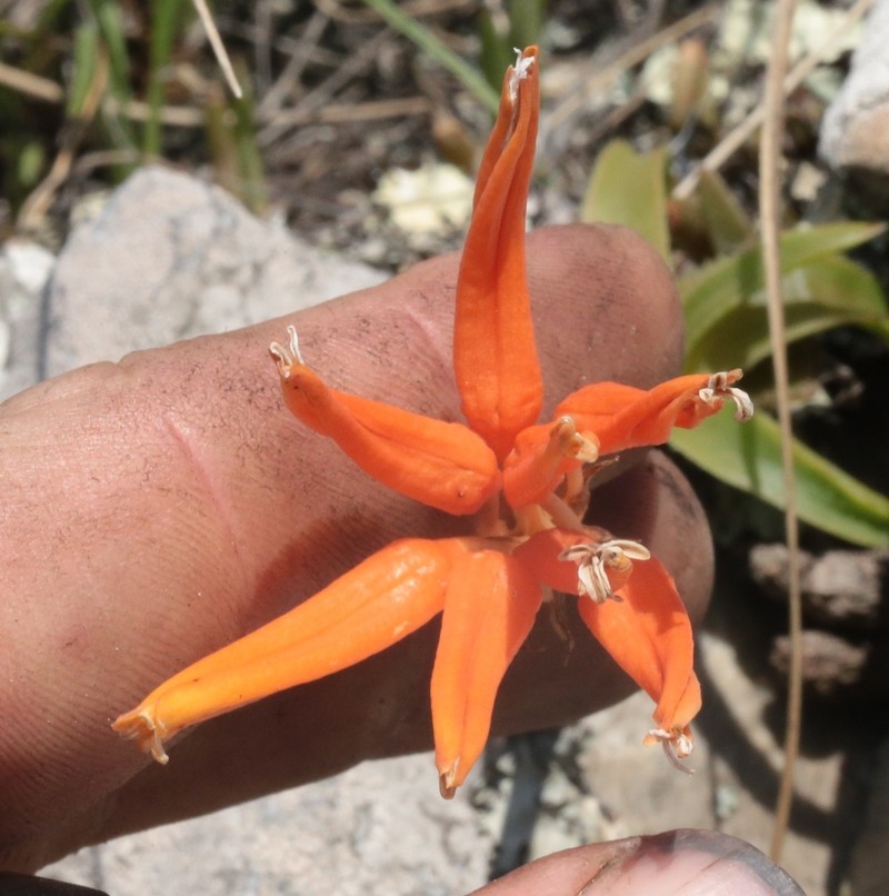 Aloe thompsoniae photo 8