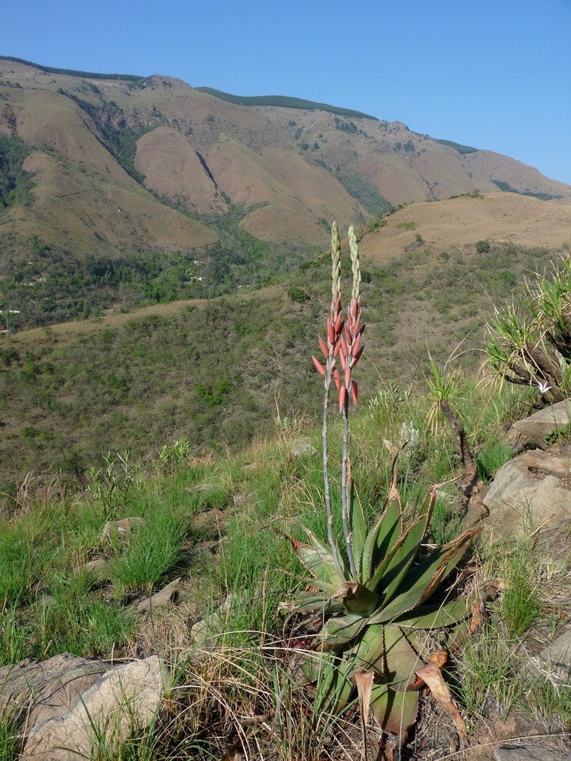 Aloe thorncroftii photo 2