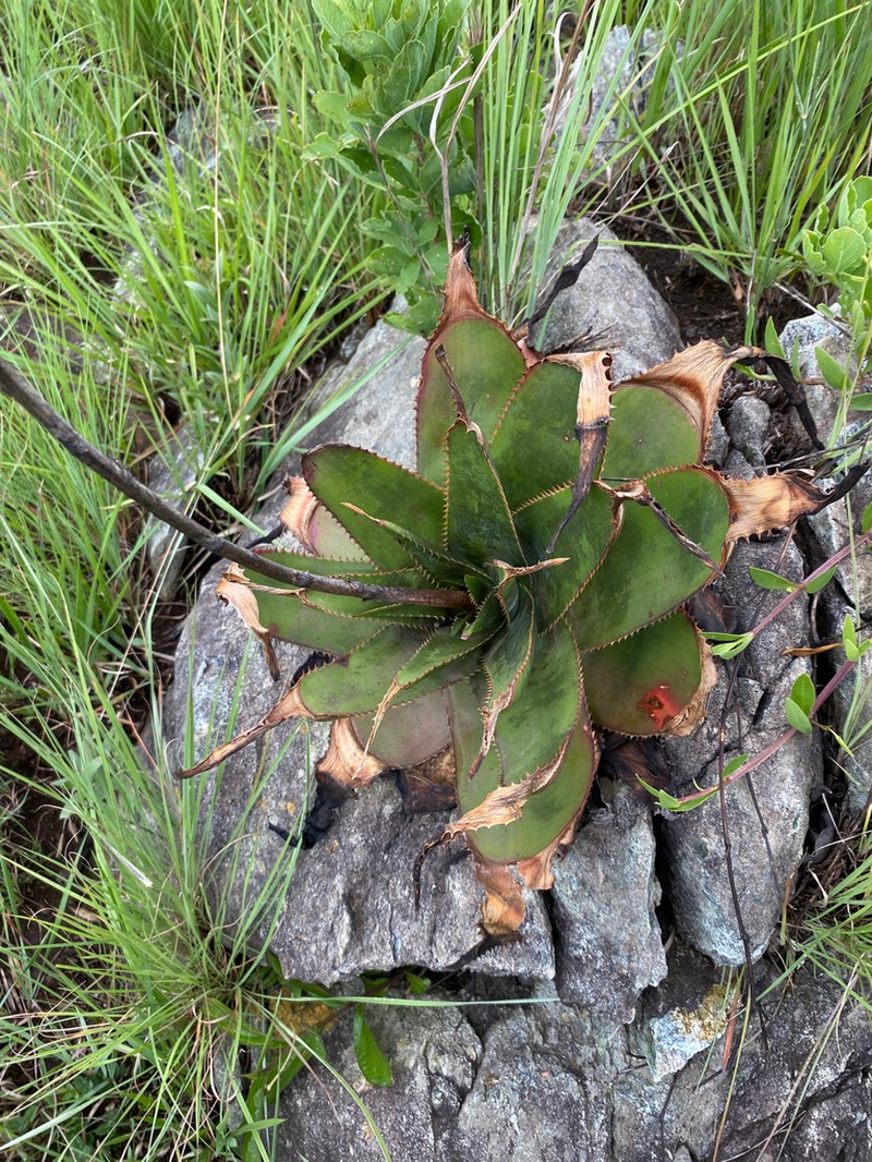 Aloe thorncroftii photo 3