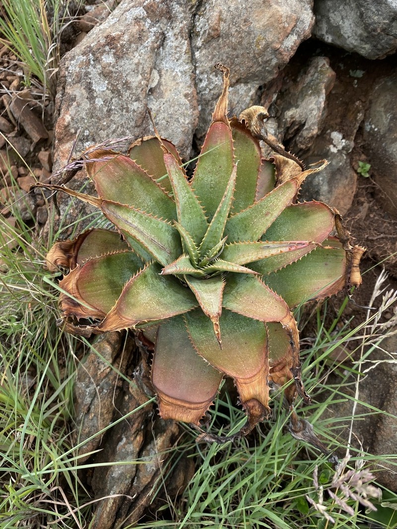 Aloe thorncroftii photo 4