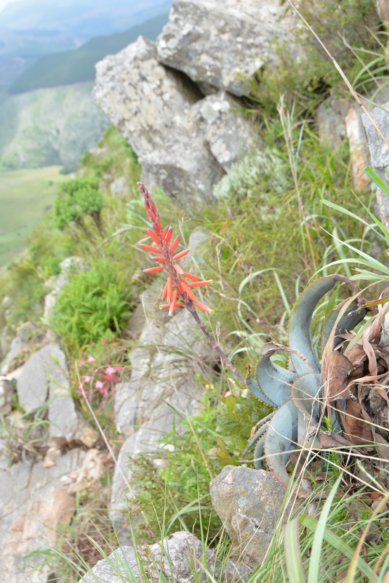 Aloe thorncroftii photo 5
