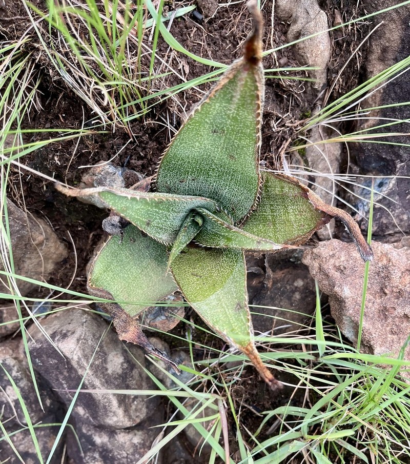 Aloe thorncroftii photo 6