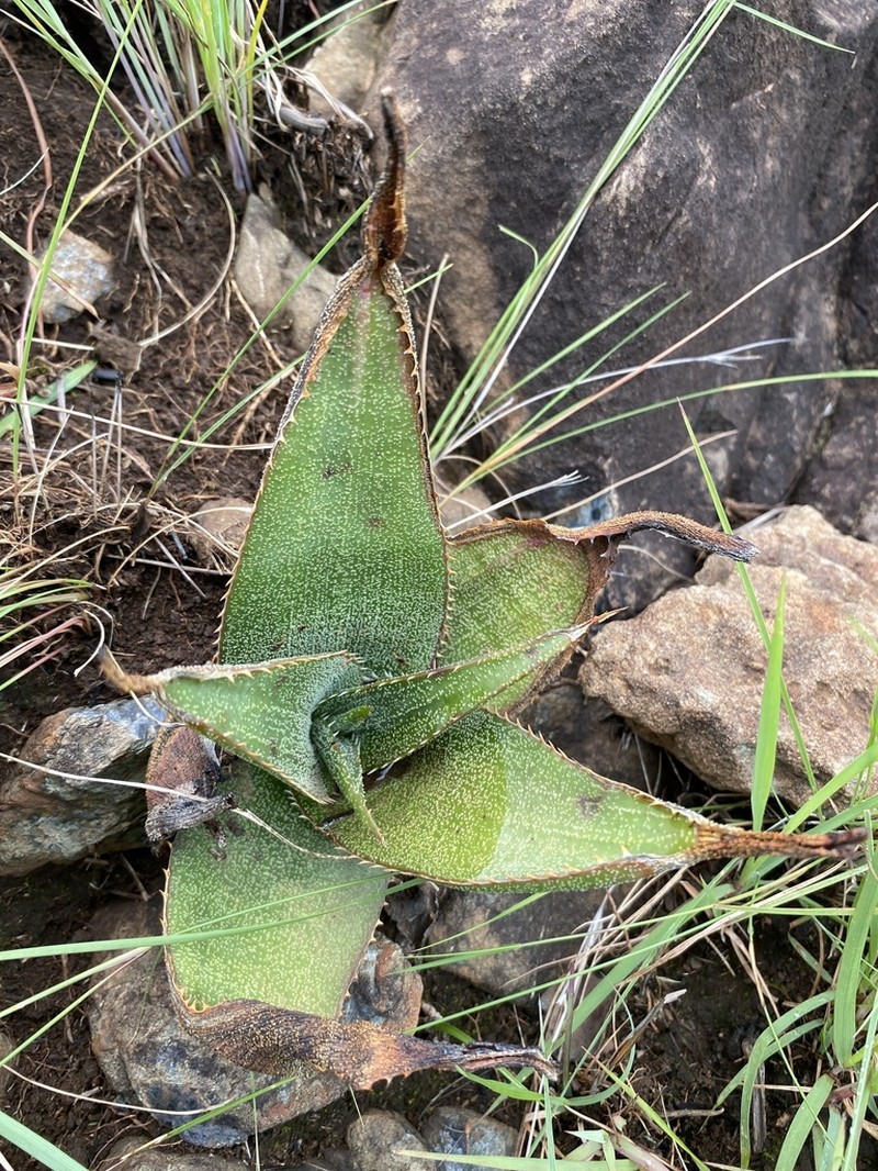 Aloe thorncroftii photo 7