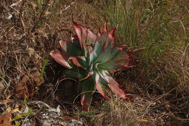 Aloe thorncroftii photo 8