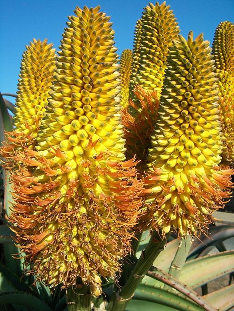 Aloe thraskii photo 2