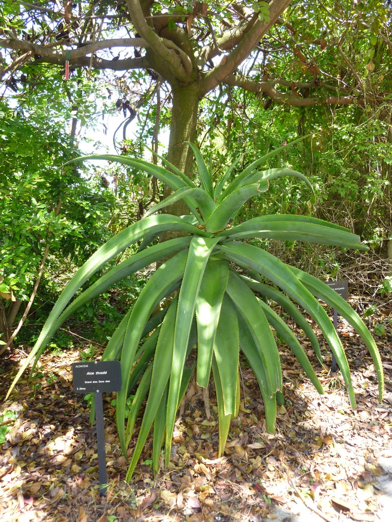 Aloe thraskii photo 3