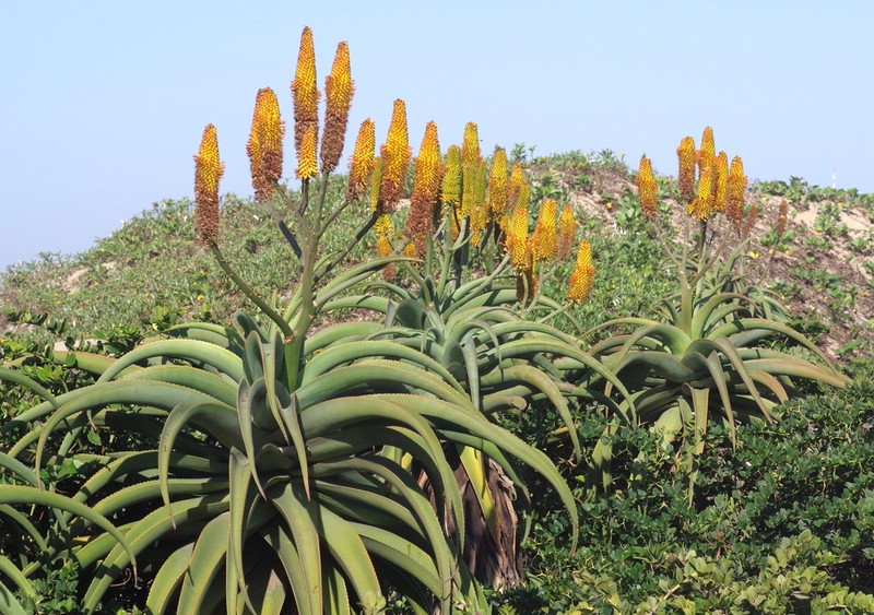 Aloe thraskii photo 4
