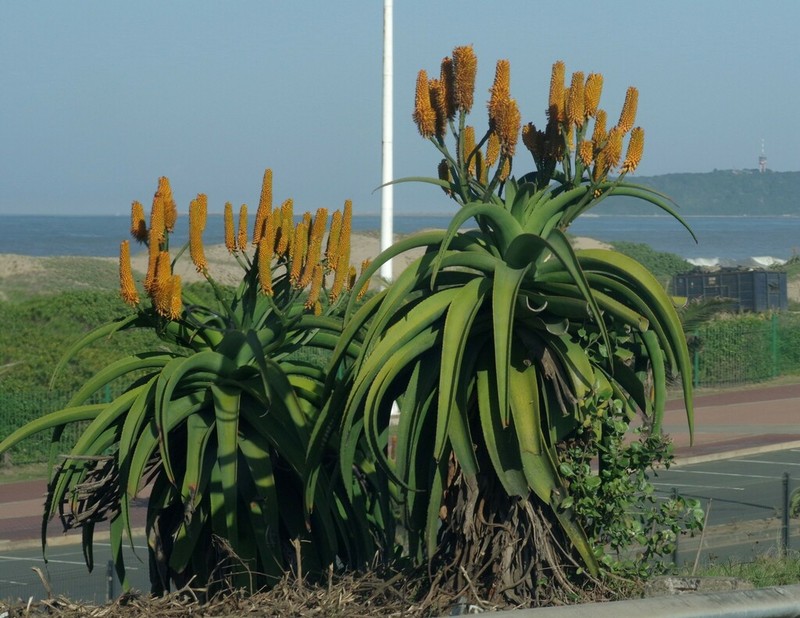 Aloe thraskii photo 5