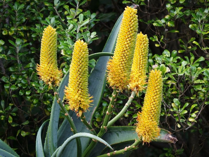 Aloe thraskii photo 6