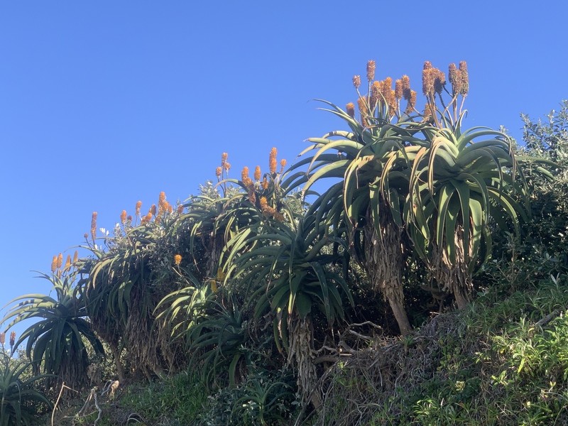 Aloe thraskii photo 8