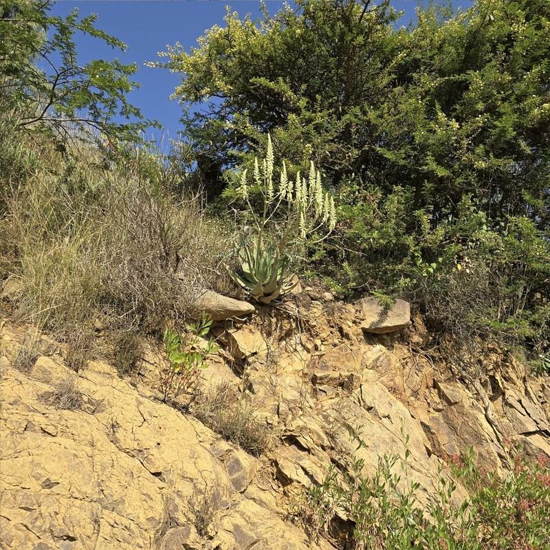 Aloe tomentosa