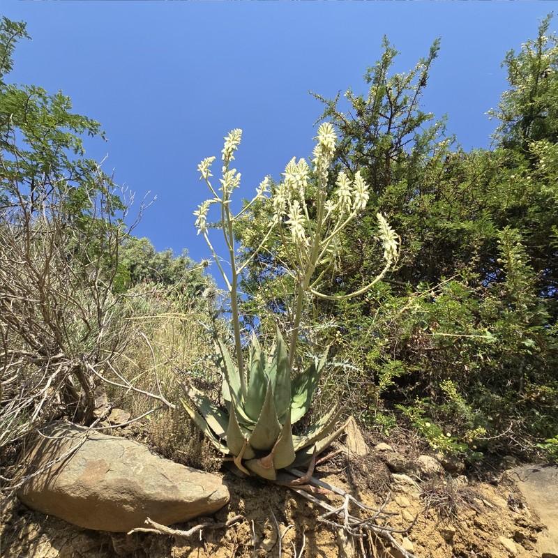 Aloe tomentosa photo 2