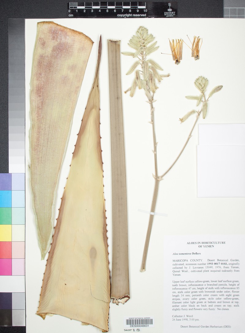 Aloe tomentosa photo 3