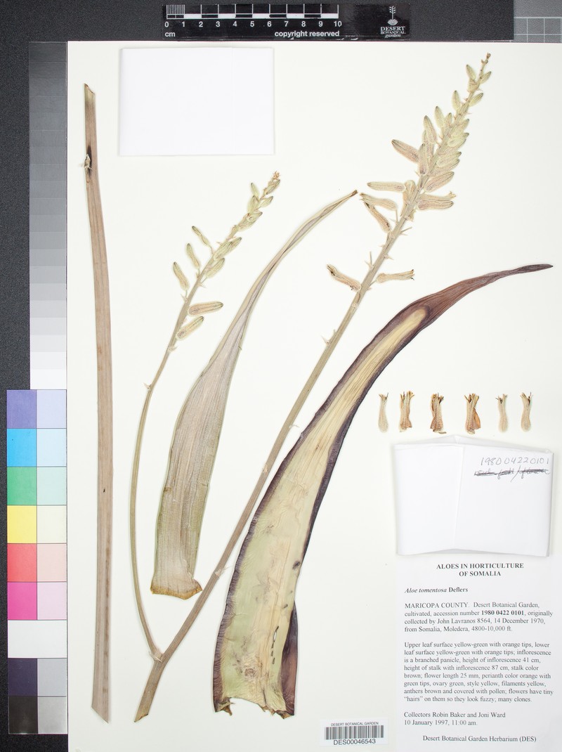 Aloe tomentosa photo 6