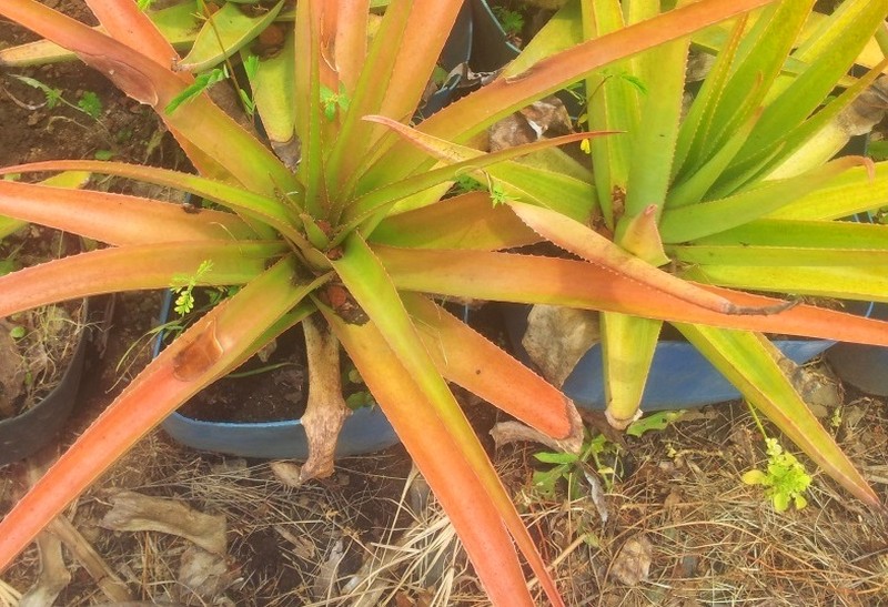 Aloe tormentorii