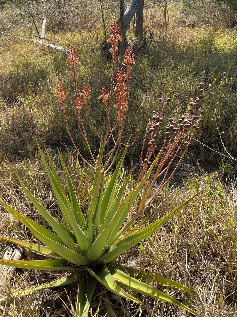 Aloe tormentorii photo 3