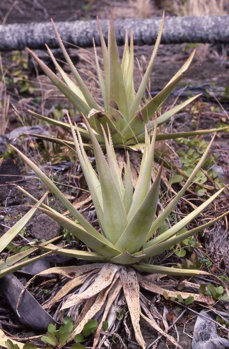 Aloe tormentorii photo 4