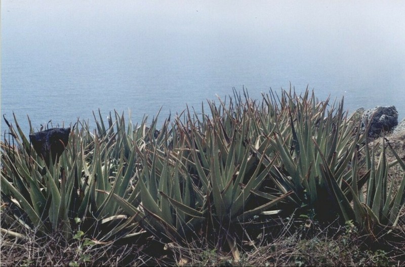 Aloe tormentorii photo 5