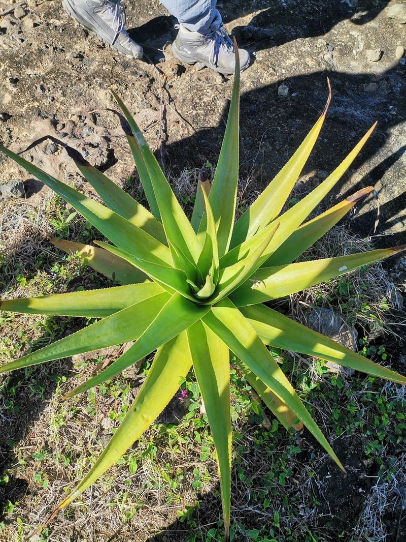Aloe tormentorii photo 6