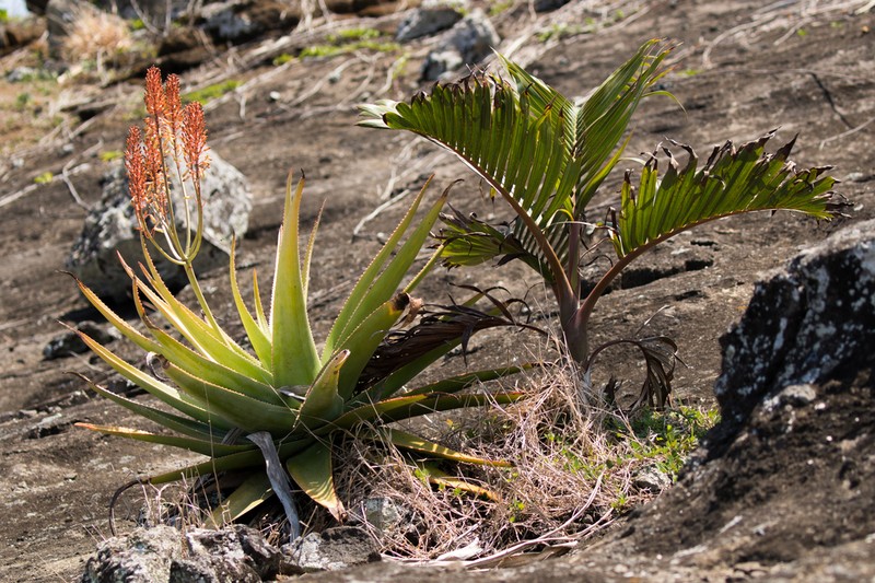 Aloe tormentorii photo 7