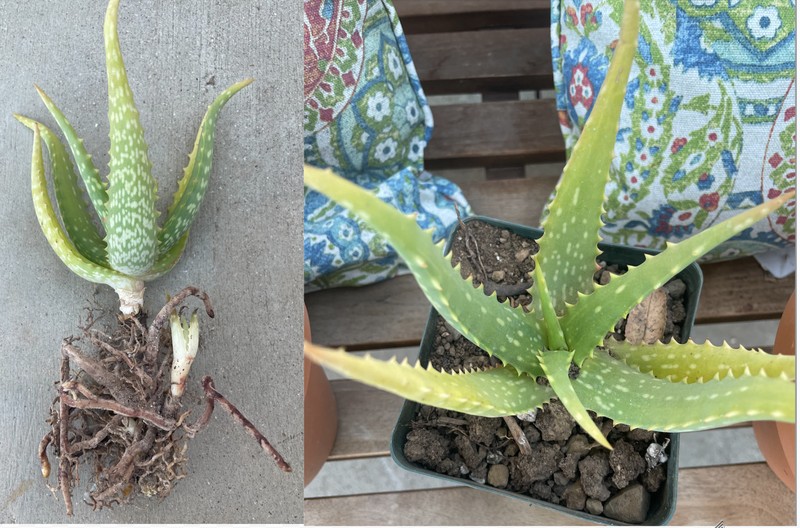 Aloe tororoana
