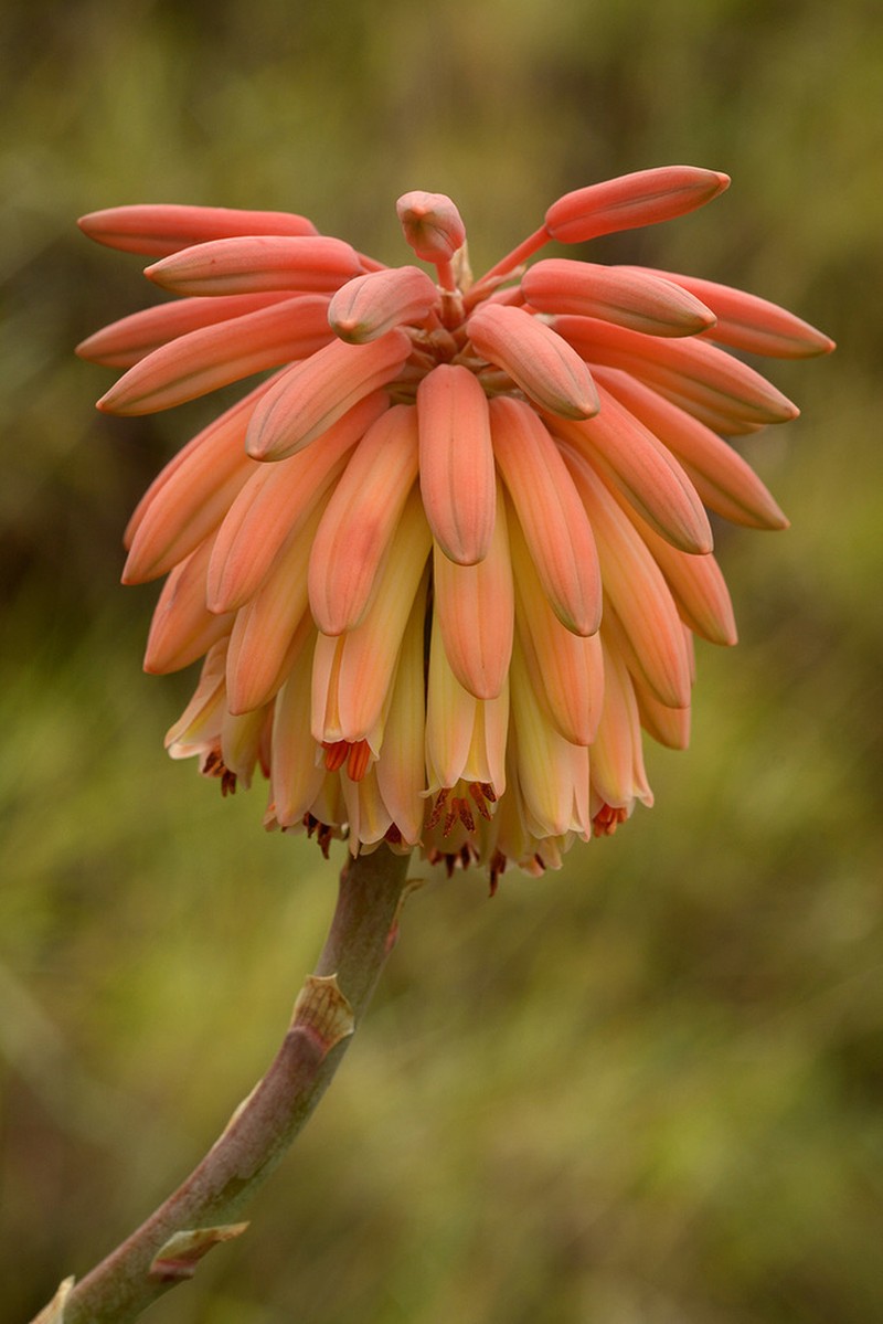 Aloe trachyticola