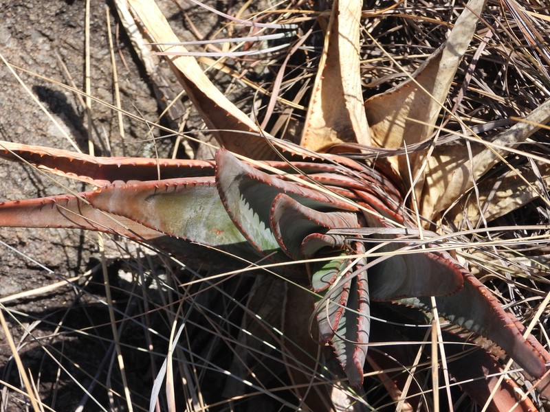 Aloe trachyticola photo 2