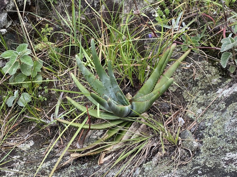 Aloe trachyticola photo 3