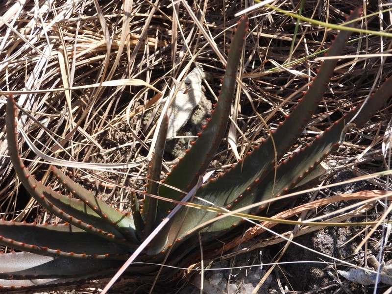 Aloe trachyticola photo 4