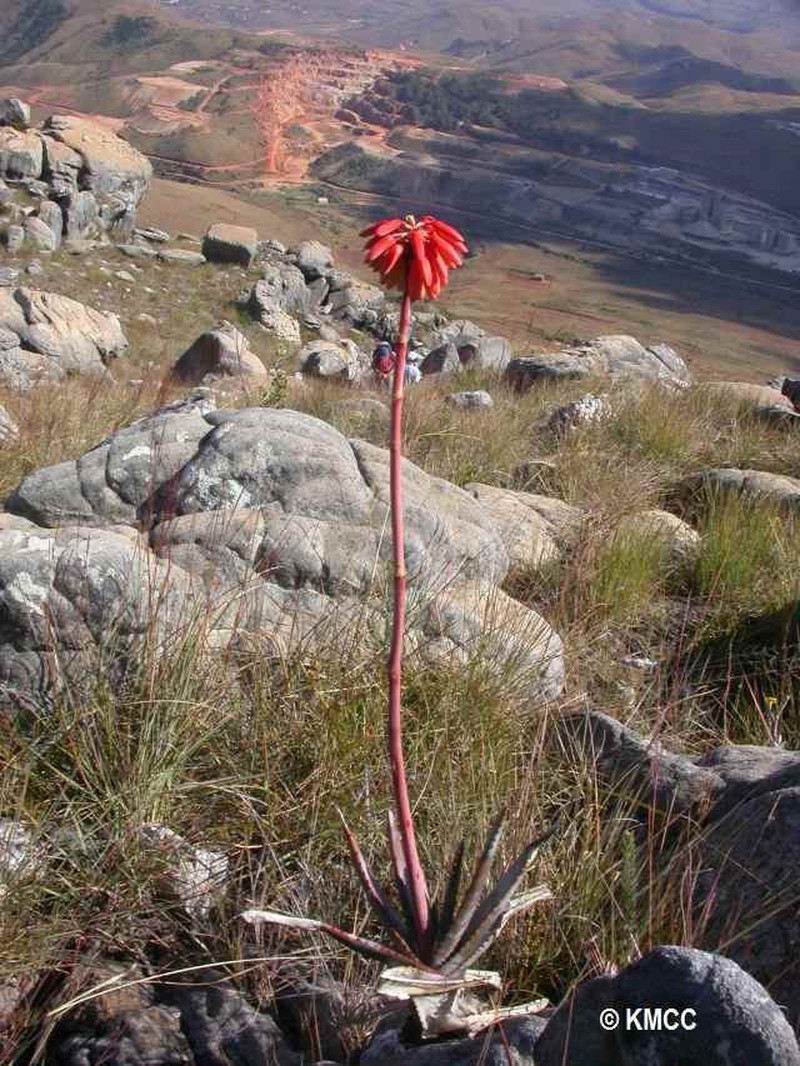 Aloe trachyticola photo 5
