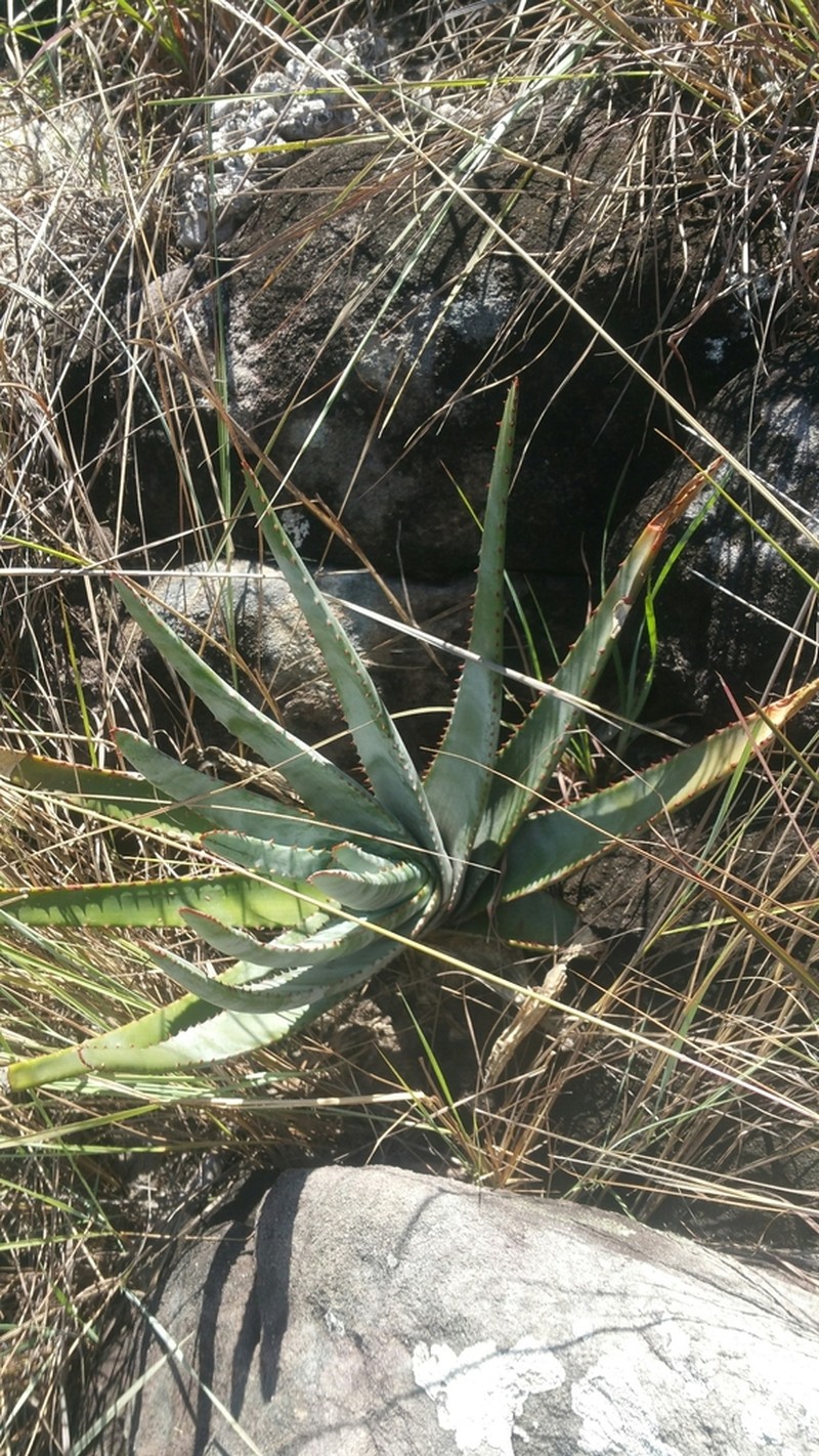 Aloe trachyticola photo 6