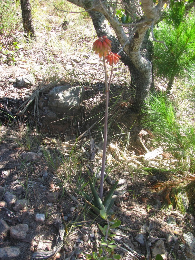 Aloe trachyticola photo 7