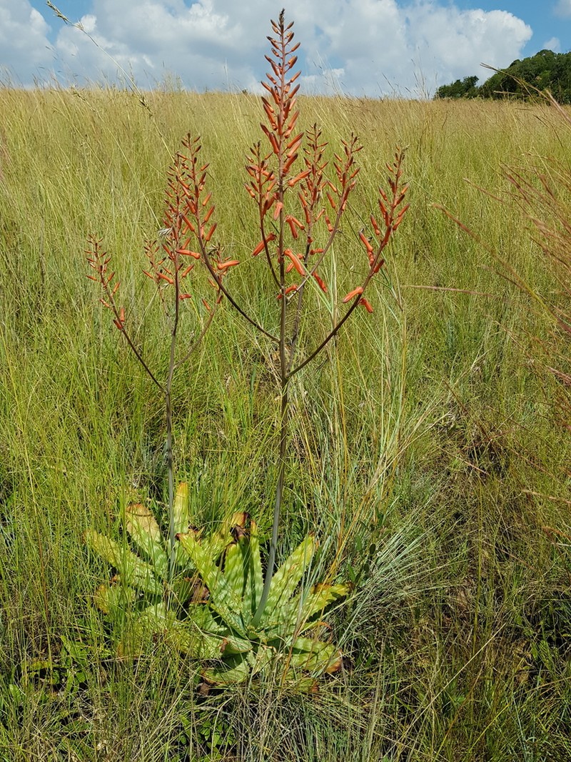 Aloe transvaalensis