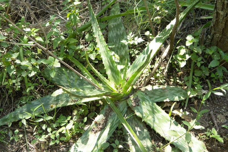 Aloe transvaalensis photo 2