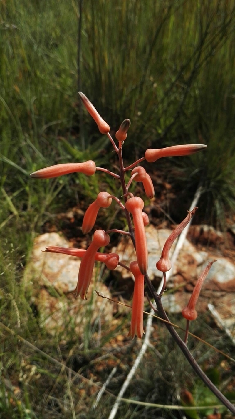 Aloe transvaalensis photo 3