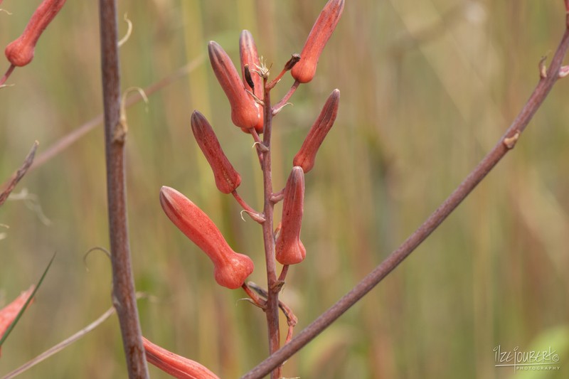 Aloe transvaalensis photo 4