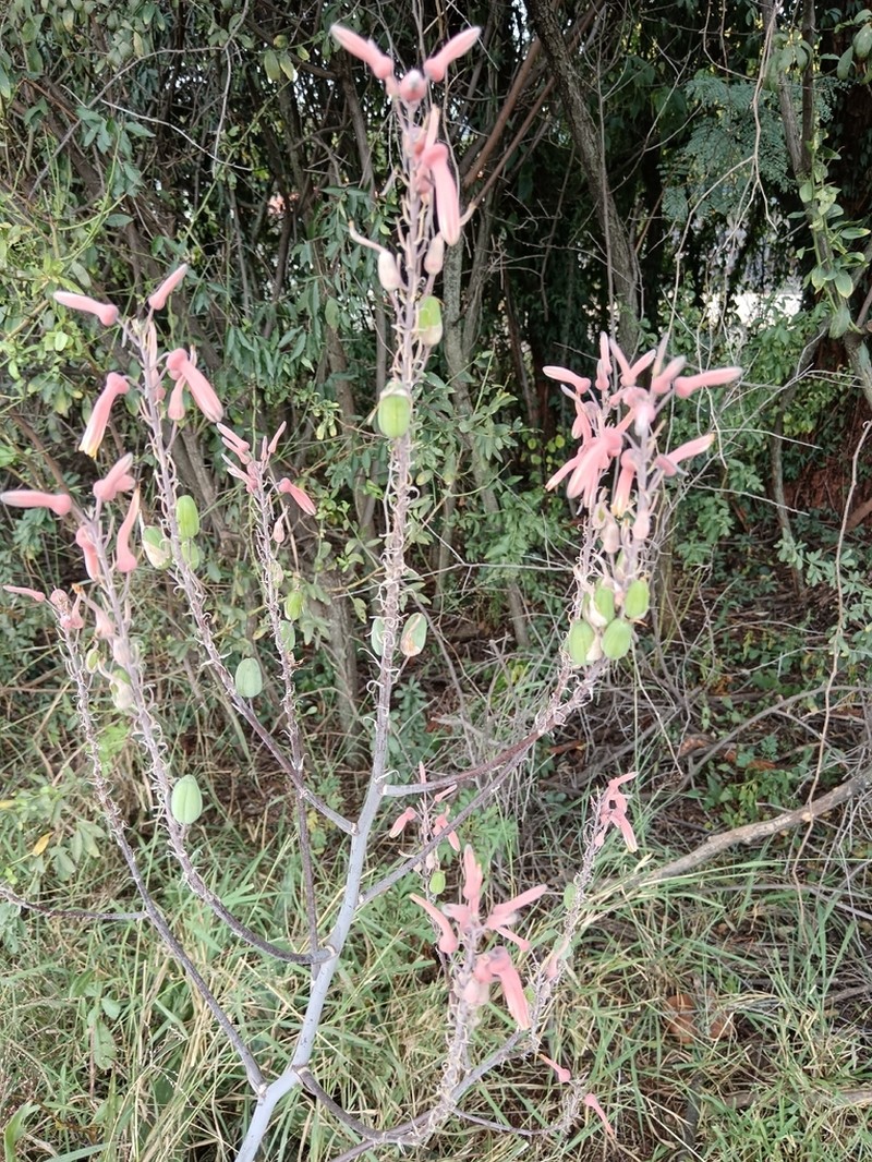 Aloe transvaalensis photo 5