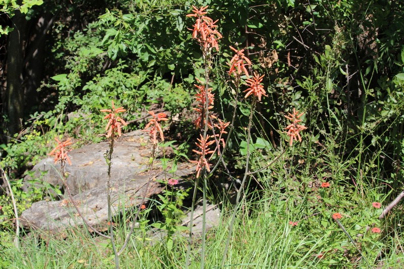Aloe transvaalensis photo 6