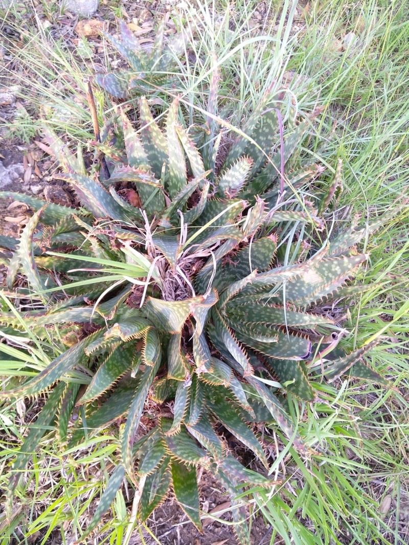 Aloe transvaalensis photo 7