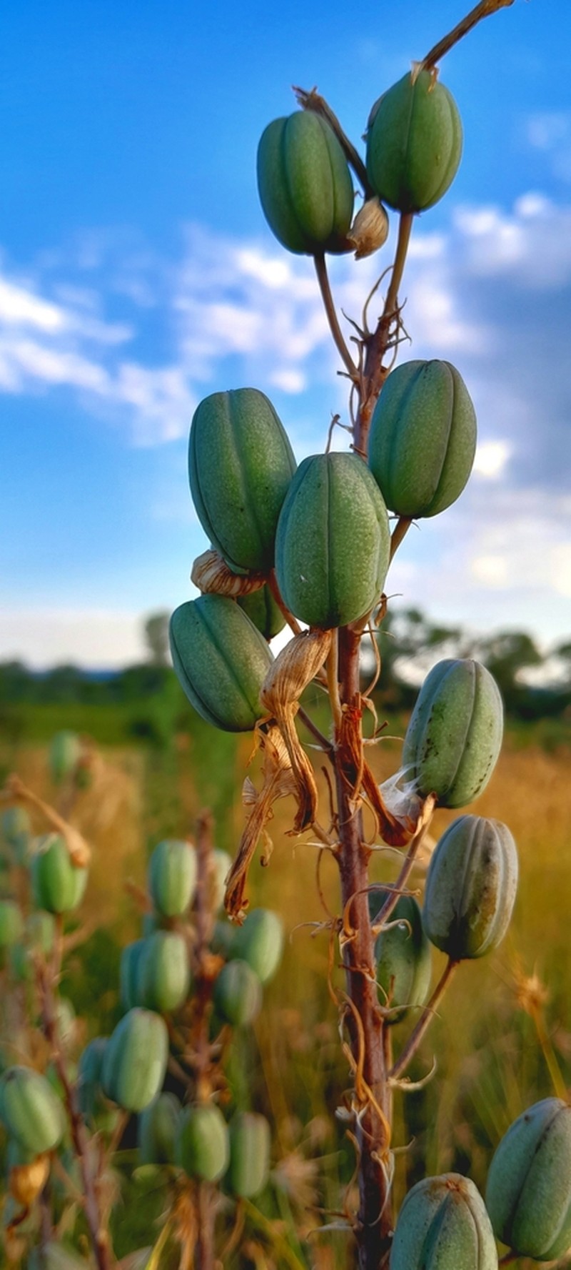 Aloe transvaalensis photo 8