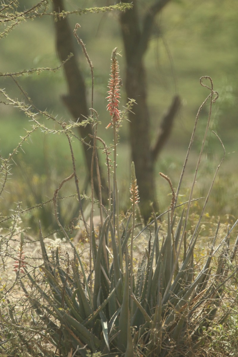 Aloe trichosantha photo 2